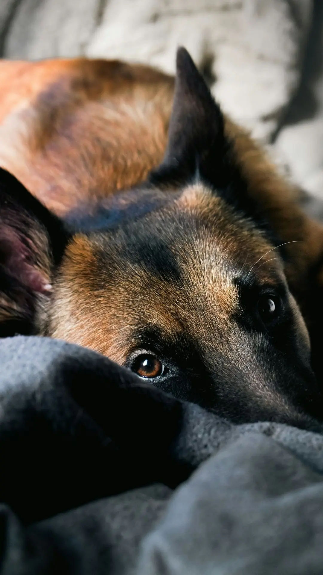 a close up of a dog laying on a bed
