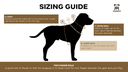 SIZING GUIDE- Main.png
