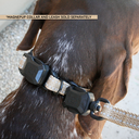 COLSMTAN W LEASH.webp